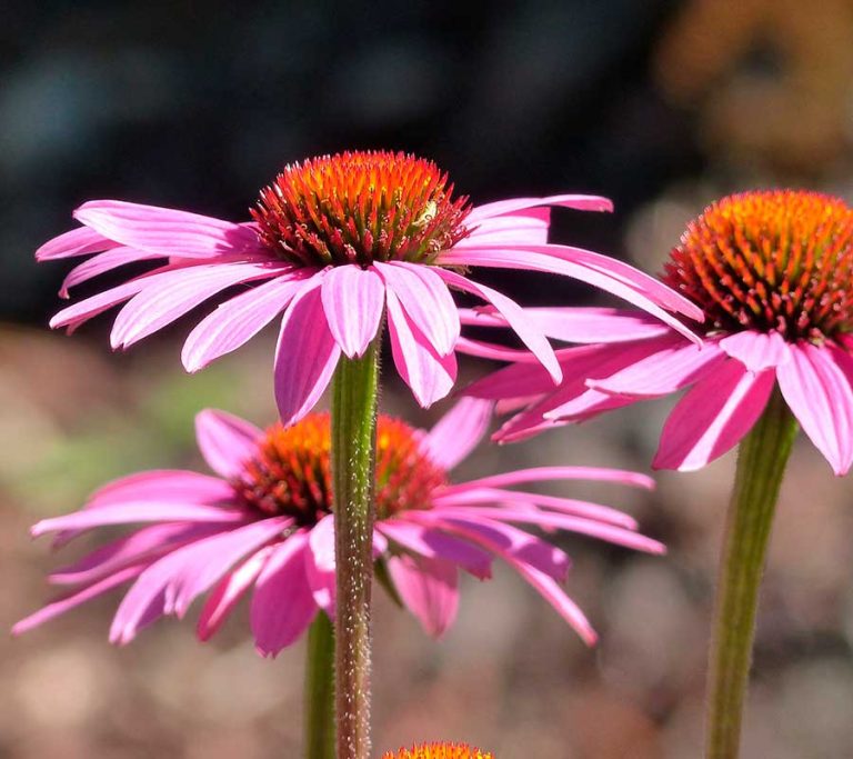Echinácea Plantas medicinales para mejorar la defensa inmunitaria